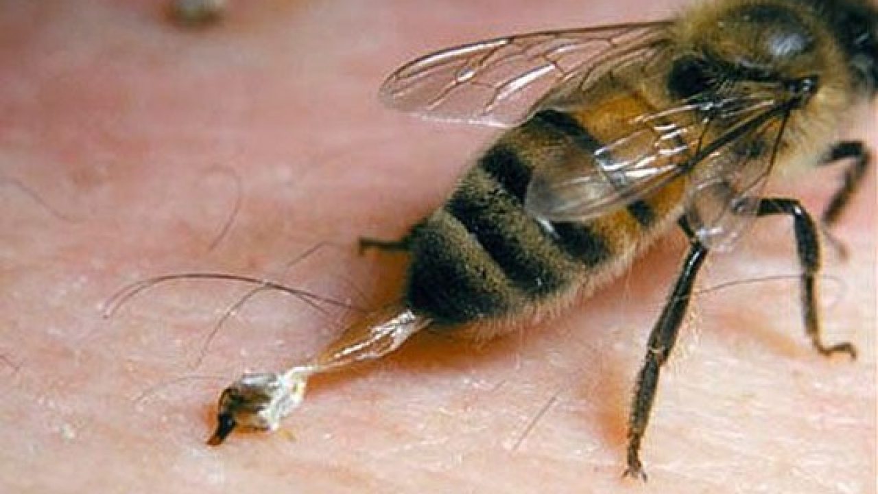 Ce trebuie să faci imediat după ce te înțeapă o albină - IMPACT