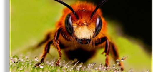 Proverbe despre frumusetea insectelor